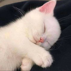 a white cat sleeping on top of a black blanket with its eyes closed and it's head resting on the pillow