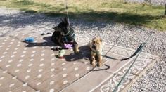 two dogs tied to a rope on the ground