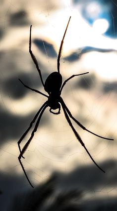 a large spider sitting on top of a web covered in drops of water under a cloudy sky