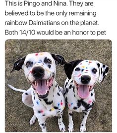 two dalmatian dogs with sprinkles on their faces and one has his tongue out