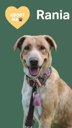 a brown dog wearing a pink leash with the words adopt me written in front of it