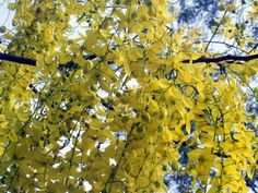 the yellow flowers are blooming on the tree