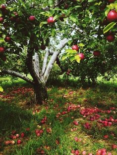 an apple tree filled with lots of red apples next to a white tree in the grass