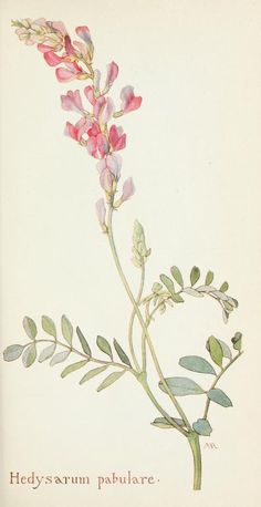 Margaret Armstrong, Western Wild, Botanical Illustration, Wild Flowers, Free Download, Flowers, Green, Pink, Art