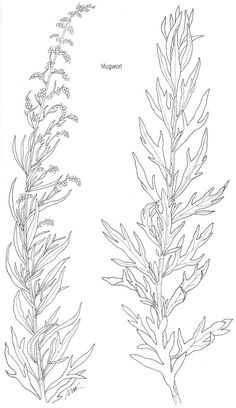 an ink drawing of two plants