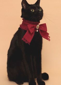 a black cat wearing a red bow tie