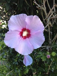 a pink flower with red stamen in the center