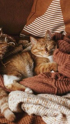 an orange and white cat sleeping on top of a bed next to a pile of blankets