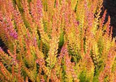 some very pretty colorful plants in the grass