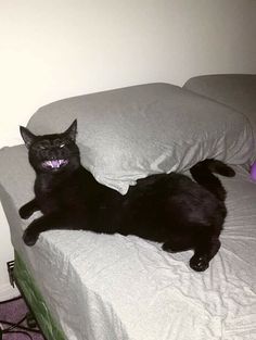 a black cat laying on top of a bed