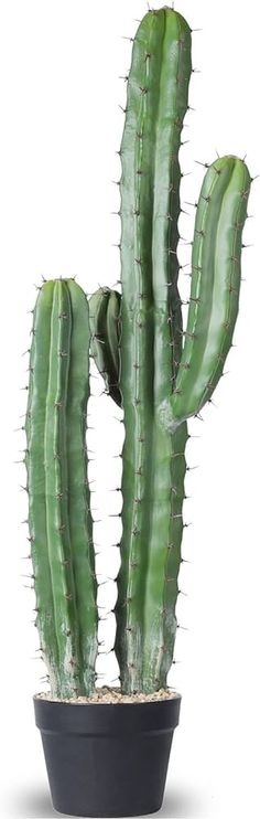 a large green cactus in a black pot on a white background with clippings