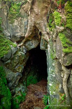 a tree growing out of the side of a rock formation with moss growing on it