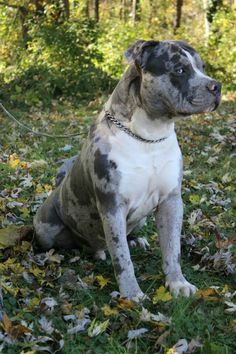 a gray and white dog sitting on top of a lush green field covered in leaves