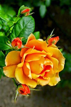 an orange rose with green leaves in the background