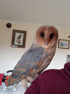 an owl perched on the arm of someone's hand