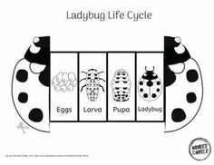 the ladybird life cycle is shown in black and white