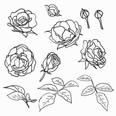 roses are drawn in black and white on a white background, with the outlines for each