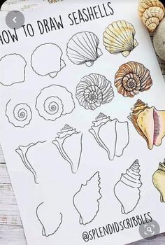 how to draw seashells on a sheet of paper next to some sea shells