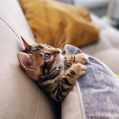 a small kitten laying on top of a couch