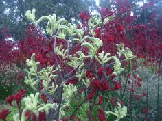 red and green flowers in the middle of a field