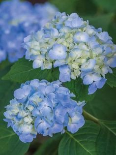 two blue and white flowers with green leaves