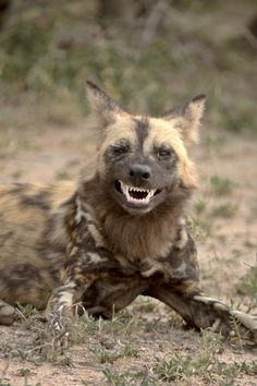 a hyena laying on the ground with its mouth open