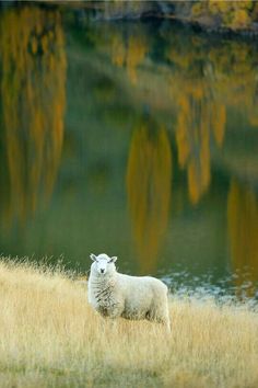 a white sheep standing on top of a dry grass covered field next to a lake