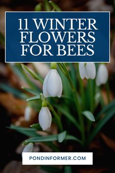 Article about the 11 best winter flowers to attract and support bees, perfect for a pollinator-friendly garden during colder months.

Bees, Winter Plants, Winter Flower, Pollinator