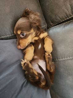 a brown and white puppy laying on top of a couch