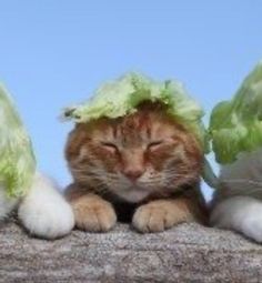 two cats with cabbage hats on their heads