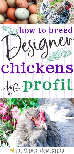 a collage of unique feathered hens and rainbow colored chicken eggs with text that reads how to breed designer chickens for profit