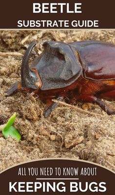 an image of a beetle on the ground with text that says, how to get rid from