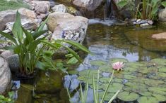 there is a pond with water lilies and rocks