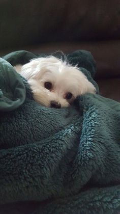 a small white dog laying on top of a green blanket