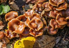 a group of mushrooms that are on the ground