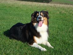 a dog laying in the grass with its tongue out