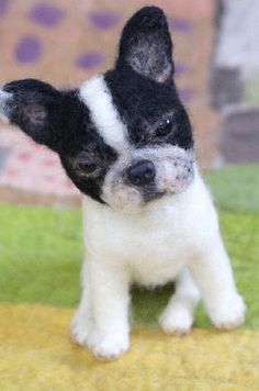 a small black and white dog standing on top of a green carpet next to a wall