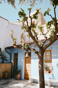 a tree in front of a blue house with potted plants on the outside wall