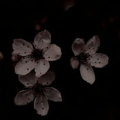 three white flowers in the dark on a black background