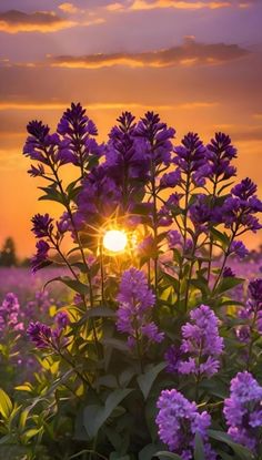 the sun is setting behind some purple flowers