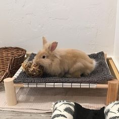 a small rabbit sitting on top of a rug