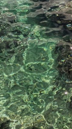 the water is crystal clear and there are fish swimming in it's shallow waters