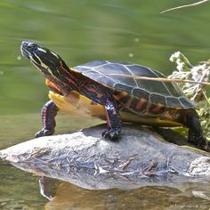 a small turtle sitting on top of a rock in the water next to some grass