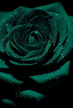 a green rose with water droplets on it