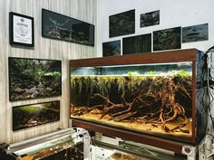 there are many pictures on the wall above this fish tank