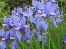 some blue flowers are growing in the grass