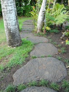 a stone path between two palm trees in a tropical garden with green grass and dirt