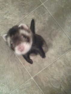 a small gray and white striped animal sitting on the floor next to a tile floor