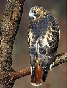 a hawk perched on top of a tree branch