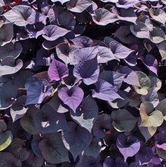 purple and green leaves are growing in the ground